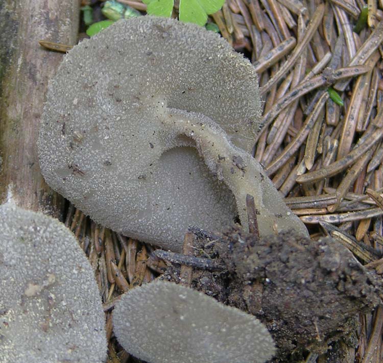 Helvella macropus? (cfr. Helvella villosa)